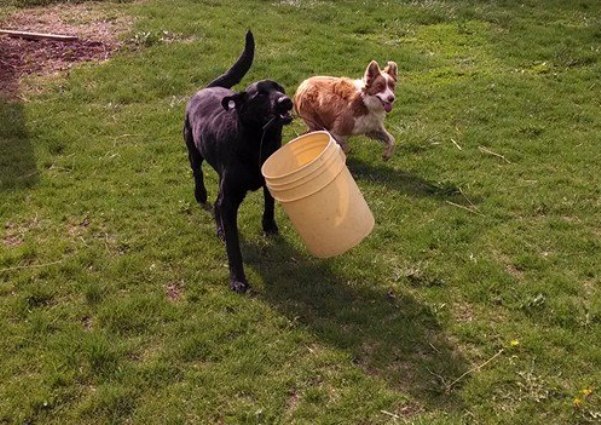 PHARM Dog USA dog carries bucket for farmers