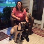 Amputee Rescued from Bosnia Rescues 3-Legged Great Dane