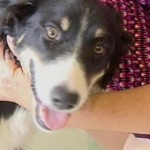 Stray Border Collie Prevents Girl from Being Hit by Truck