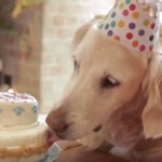 Last Surviving 9/11 Ground Zero Search Dog Celebrates Sweet 16th