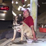 Dog Dad Crashes Car When Bullmastiff Jumps into Front Seat