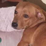 Rescued Pit Bull Mix Rescues Family Just 2 Days after Adoption