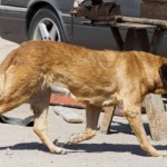 Pregnant Dog in Chile Nursed Malnourished Boy