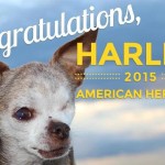Puppy-Mill Survivor Harley is 2015 American Hero Dog