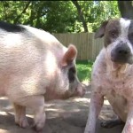Lost Dog and His Pig BFF Safely Back at Home