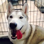 Life of ‘Wolf-Dog Hybrid’ May Be Spared
