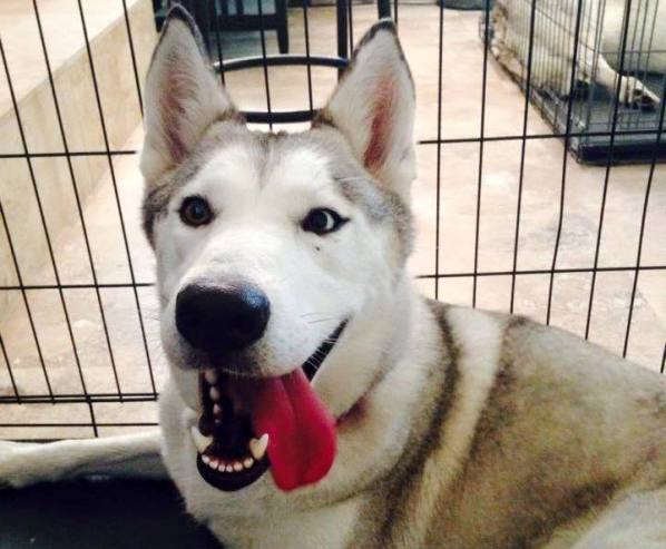 Karma wolf-dog hybrid