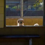 Losers Break into 2 Animal Shelters Just to Harm Dogs