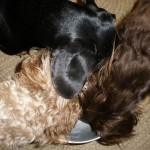 FDA Finally Adds Pet Food Manufacturing Requirements