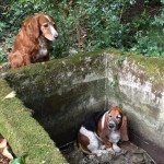 Dog Stays with Trapped Basset Hound Until Help Arrives a Week Later