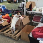 How to Help Pets Affected by Devastating California Wildfires