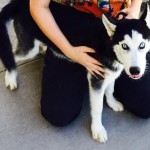 Puppy Rescued after Car Chase Ready for Adoption