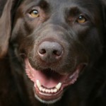 Trigger the Chocolate Lab Shoots Hunting Dog Mom in Foot