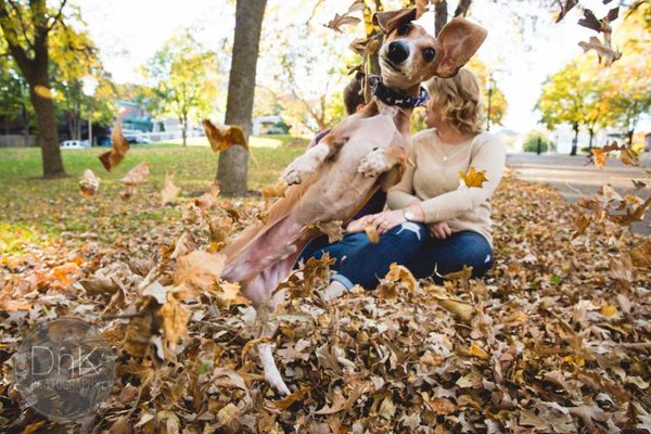 dachshund photobombs engagement photo