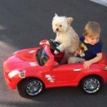 Miss Daisy Driving: Watch a Dog Chauffeur a Little Boy [Video]