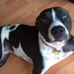 Outrage Grows after Florida Cop Shoots Rescued Dog 3 Times