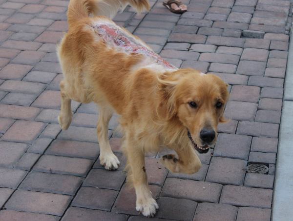 Fergus golden retriever chemical burns on back
