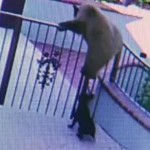 Little French Bulldog Scares off 3 Bears [Video]