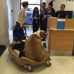 Big Mastiff Flying First Class Is Seizure-Detection Dog for Rescue Founder