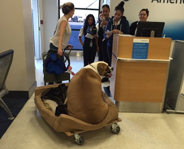 Hank big mastiff flying first class