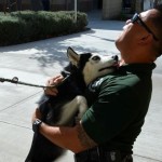Husky Rescued after Car Chase Adopted by LAPD Detective