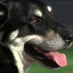 Service Dog Grieves for Mom He Saw Killed in Oregon College Shooting
