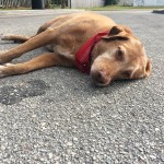 Heartbroken Dog Stays by Woman’s Side after She’s Fatally Hit by Truck