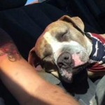 Off-Roading Heroes Rescue Pit Bull Trapped in Mine Shaft