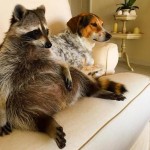 Raccoonhound? Orphaned Raccoon Becomes BFFs with Dogs