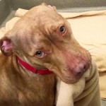 Ridiculously Cute Pit Bull Who Makes His Own Bed Gets Adopted