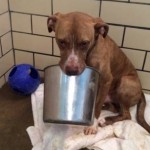 Reddit Comes to the Rescue of Adorable Bucket-Loving Pit Bull