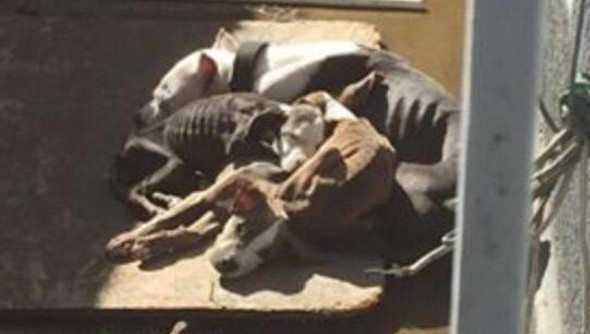 starving dogs pico rivera
