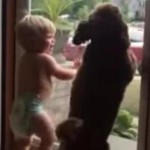 Little Boy and Dog Both Extremely Excited to See Dad [Video]