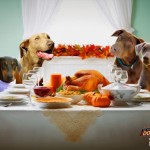 Thanksgiving TV Goes to the Dogs