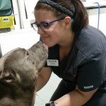 Hero Pit Bull Stabbed While Protecting Dog Dad from Home Invaders (He’s OK)