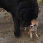 Chihuahua Helps Save Newfoundland from Dog Thief