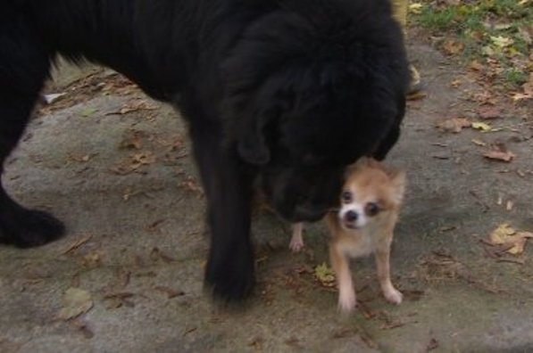 chihuahua saves newfoundland from dog thief