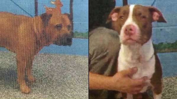 two dogs stolen from San Bernardino shelter