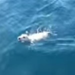 Sailors Rescue Puppy Who Fell off Italian Ferry [Video]