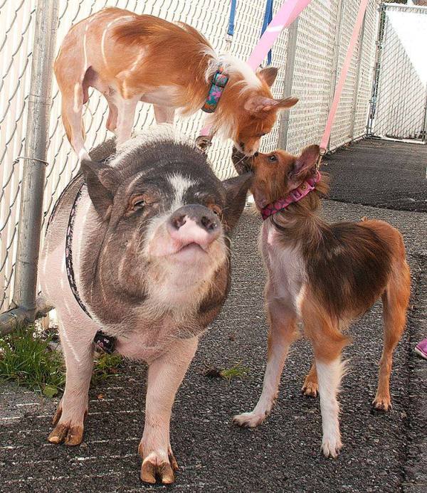 pot-bellied pig and two dog friends