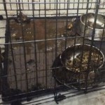 Animal Cruelty Trial Begins for NFL’s Terrence Cody