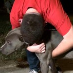 Missing Texas Pit Bull Found in California Returns Home