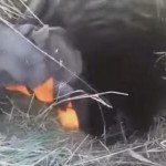 After a Month, Elderly Blind Dog Finally Rescued from Well [Video]