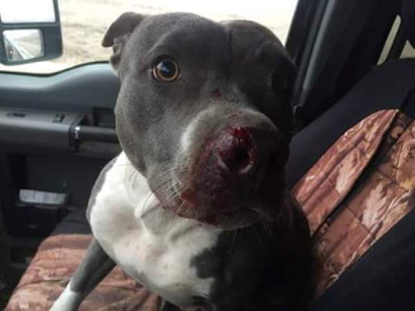 celine dion pit bull rescued from interstate