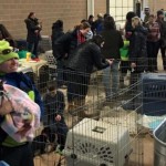 After Truck Crash, Colorado Volunteers Help 100 Stranded Rescue Dogs