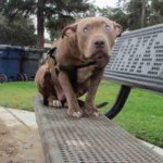 Blind Pit Bull Abandoned on Park Bench Enjoying New Forever Home