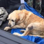 Two Dogs Survive Two Days in Rubble After Texas Tornado