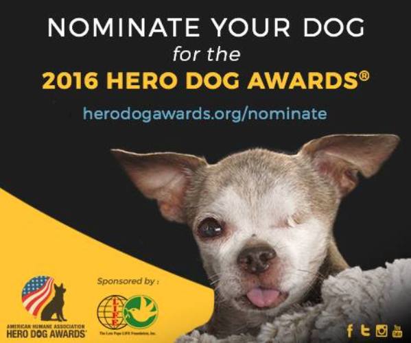 2016 aha hero dog awards