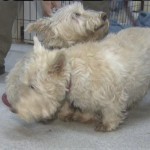 Dog Leads Police Officer to Trapped Buddy