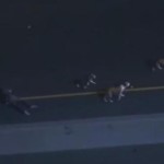 Last of Dogs Rescued after 2016 Freeway Chase Finally Has Forever Home